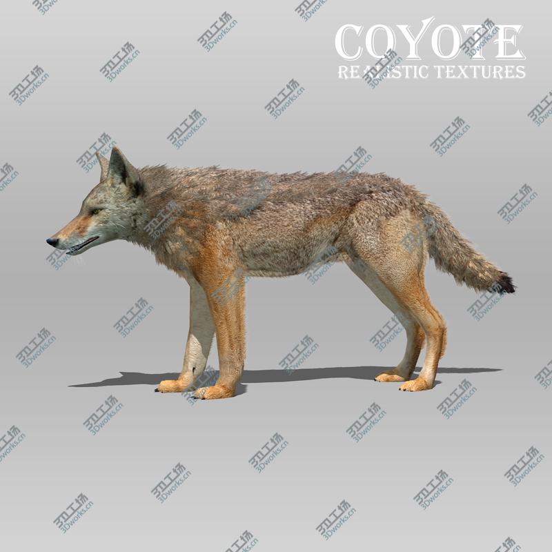 images/goods_img/2021040231/3D Coyote Animated model/3.jpg